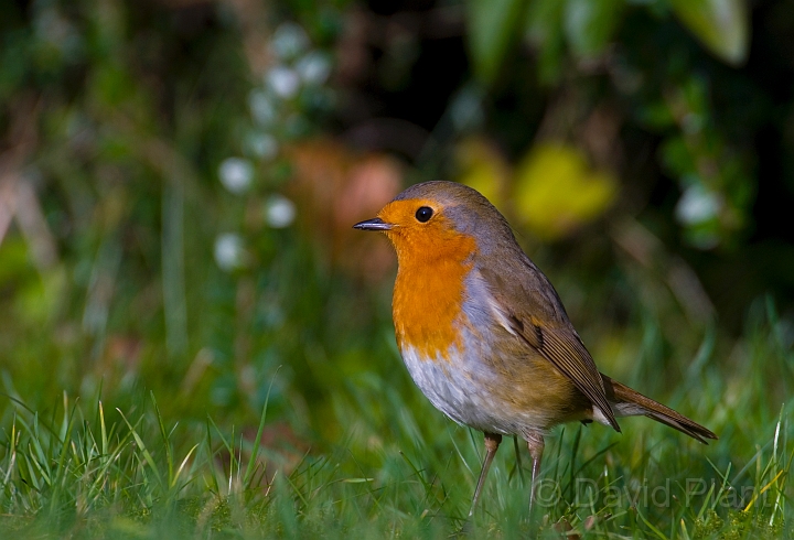 Robin - F.jpg - Robin - Gloucestershire